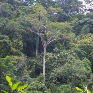 ESCOBAR OCAMPO, MARIA CONSUELO