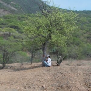 CRUZ LARIOS, IRIS JACARANDA